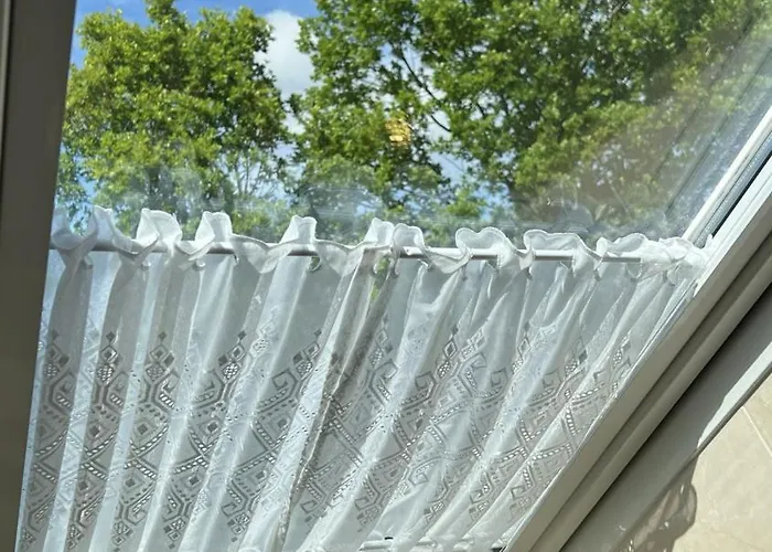 Zitronenfalter Eg Daire *